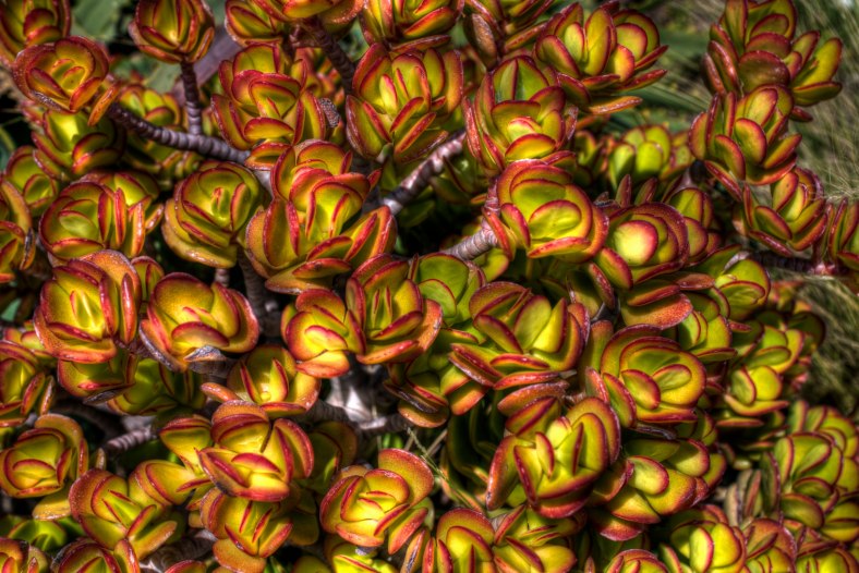 Succulents